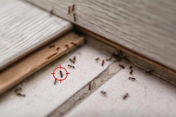 Best Wasp Removal Services  in Clio, MI